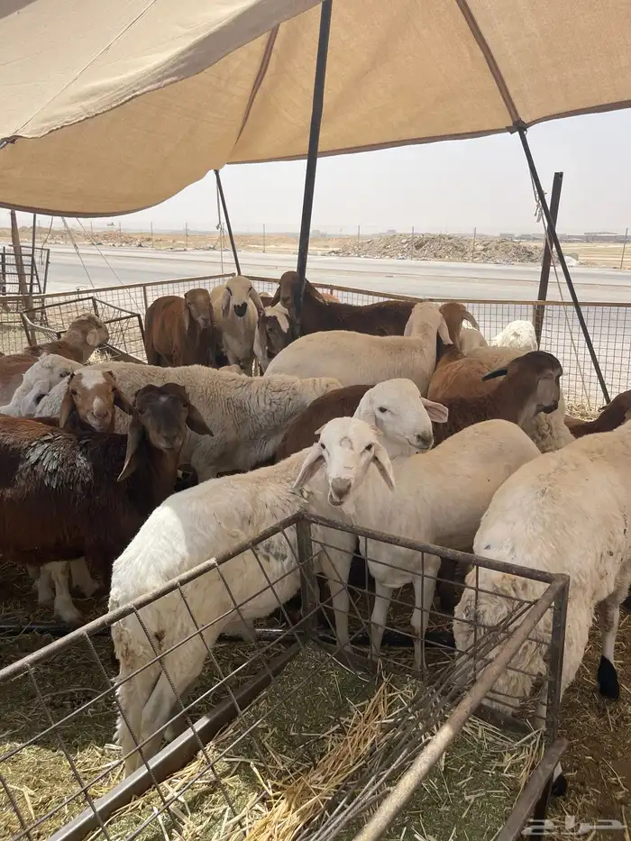 لا تفوت حجز أضحيتك الآن بسعر مناسب 10