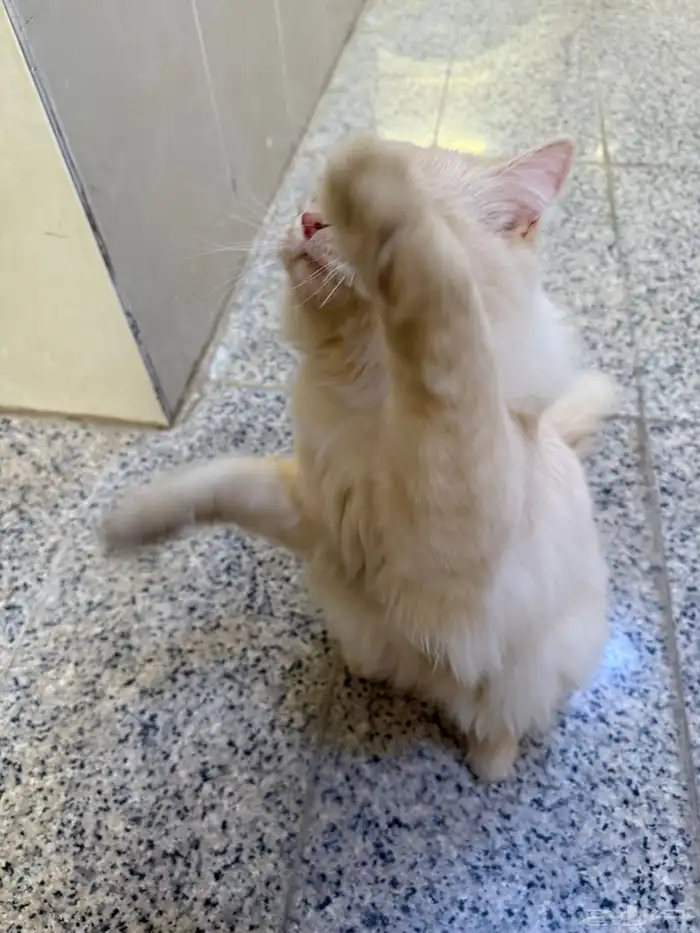 قطة ضائعة 1