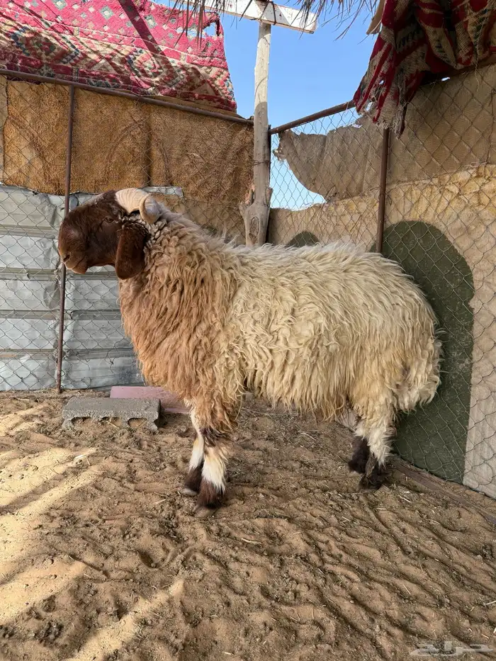 خروف نعيم 0