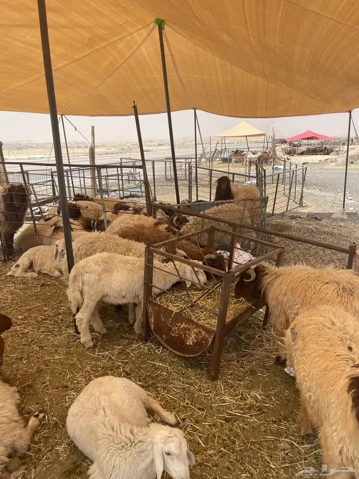 لا تفوت حجز أضحيتك الآن بسعر مناسب 14