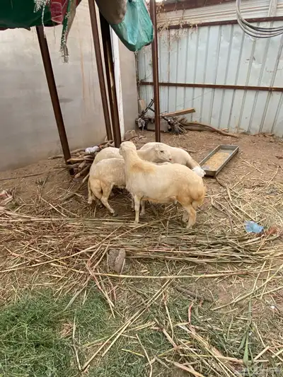 كباشه للبيع 0