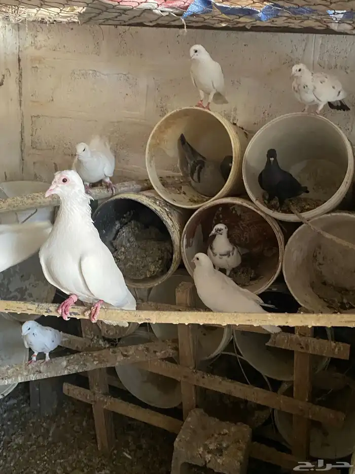 حمام مشكل مفروزات 4