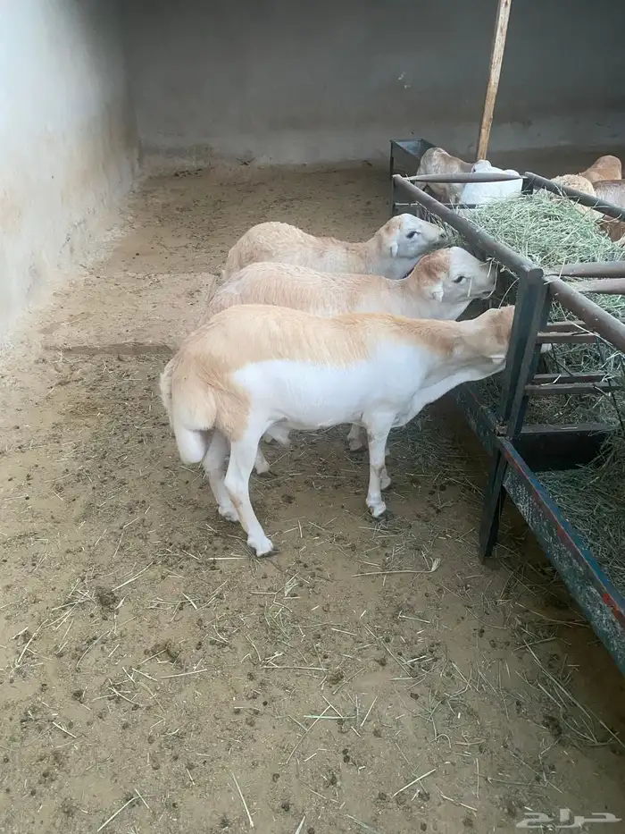 طليان رفيد تم البيع 0