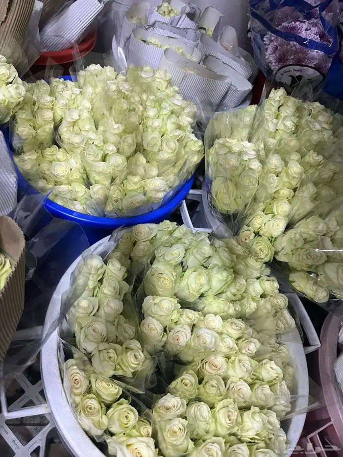 ورد طبيعي بالجمله وتوزيعات 9