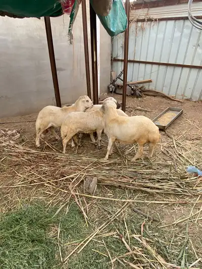 كباشه للبيع 1