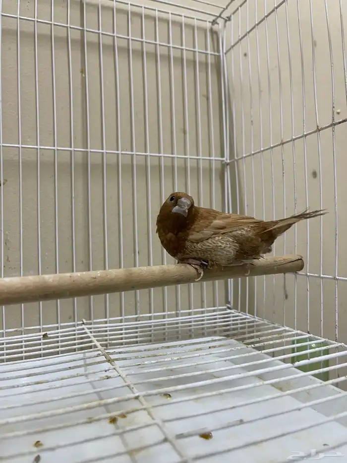 بنقليز ( تم البيع ) 3