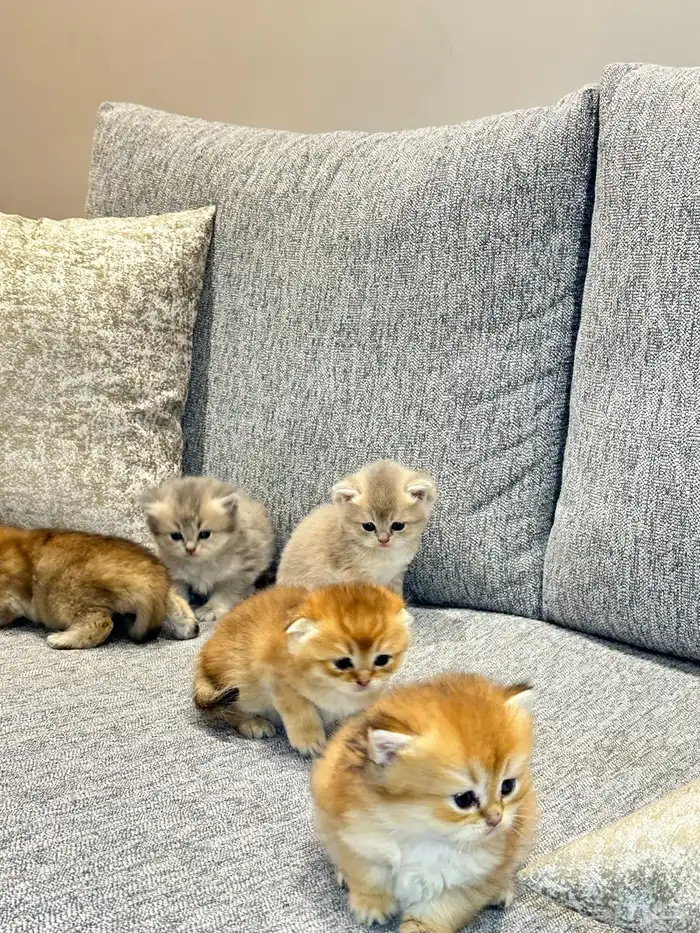 فندقة سكوتش فولد مستوى قوي جدا 10