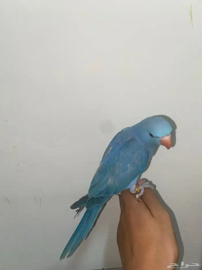 دره هولندي اليف 0