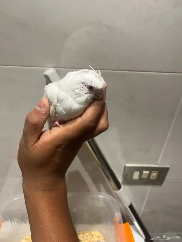 فرخين كروان البينو 4