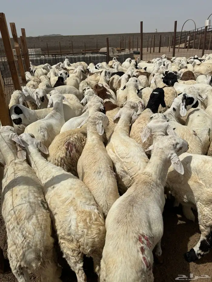 سواكني ابيض  مربى شبيه الحري 2