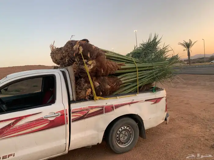 صقعي مجدول 0