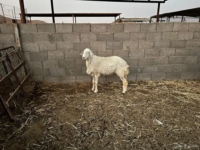 خروف حري 3