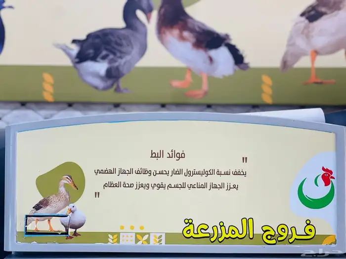 دواجن 2