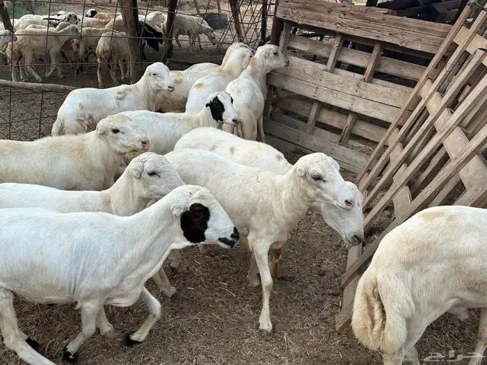 اضاحي بلدي تبدا الاسعار من 850 2