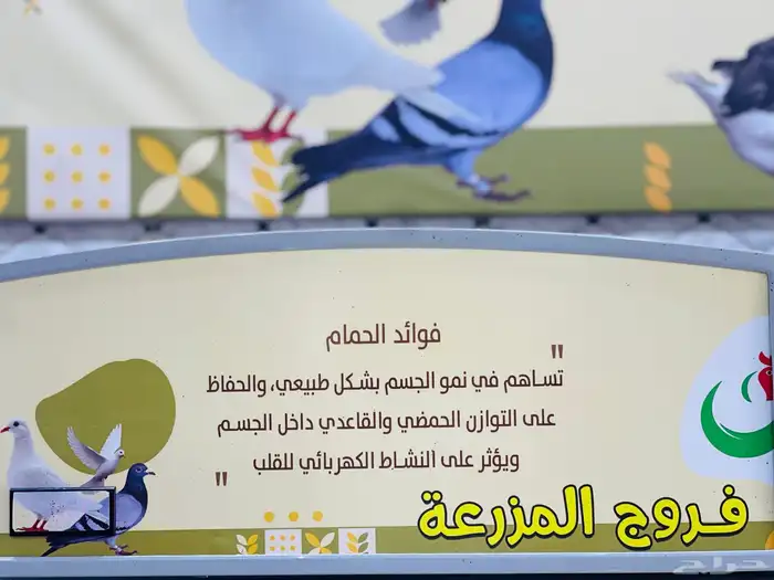 دواجن 1