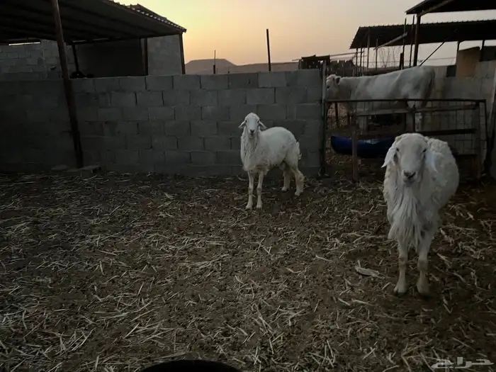 خروف حري 0