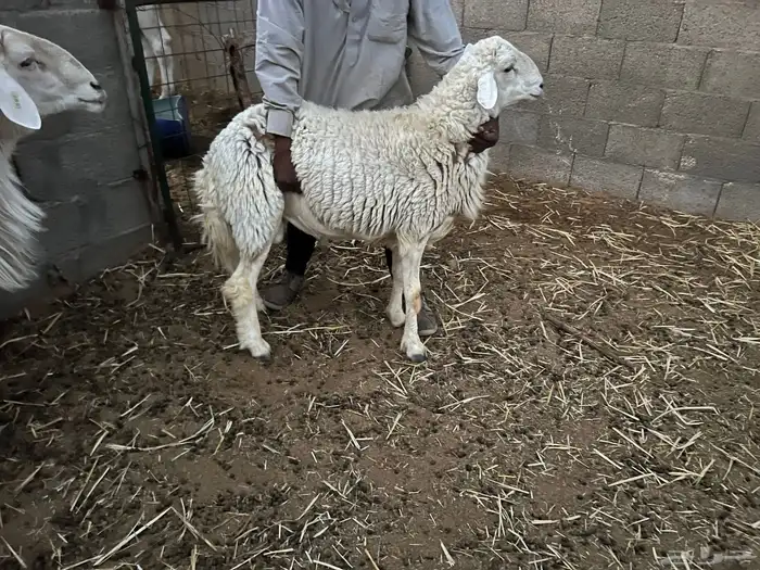 خروف حري 1