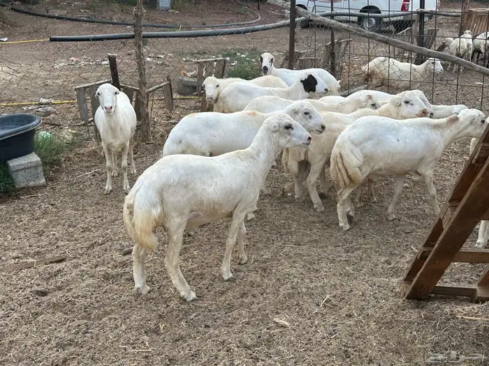 اضاحي بلدي تبدا الاسعار من 850 6