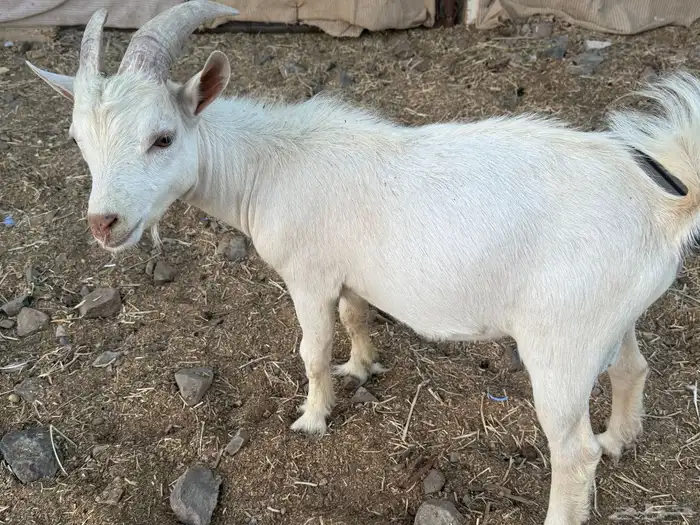 ماعز قزم أمريكي بيور 0