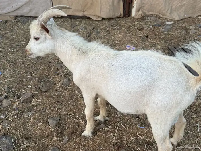 ماعز قزم أمريكي بيور 1