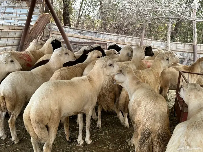 اضاحي بلدي تبدا الاسعار من 850 0
