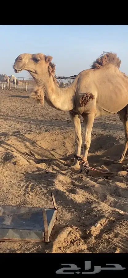 بعير تمامي واقبل البدل 4
