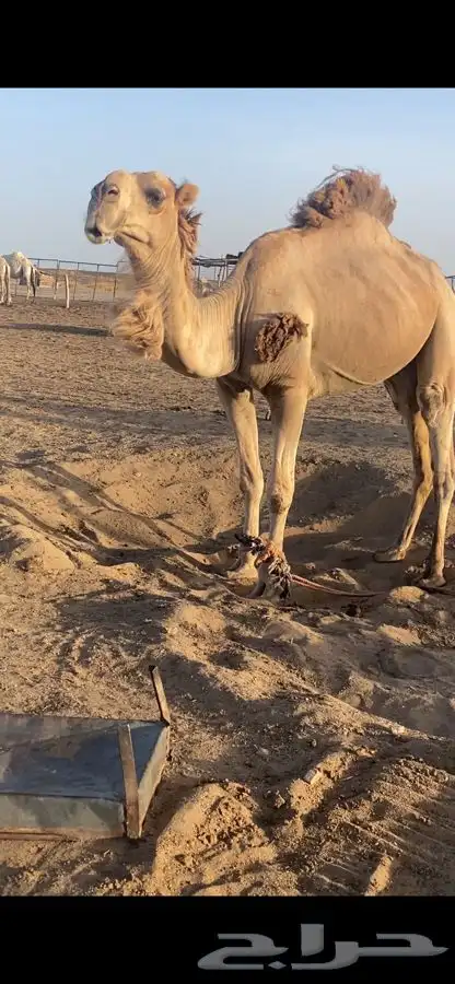 بعير تمامي واقبل البدل 5