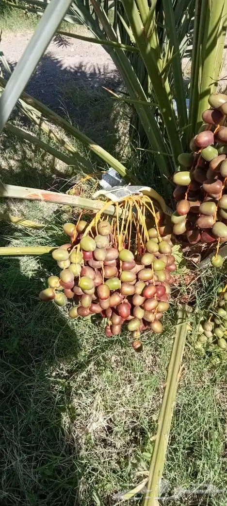 صيف مزرعة لبيع 7