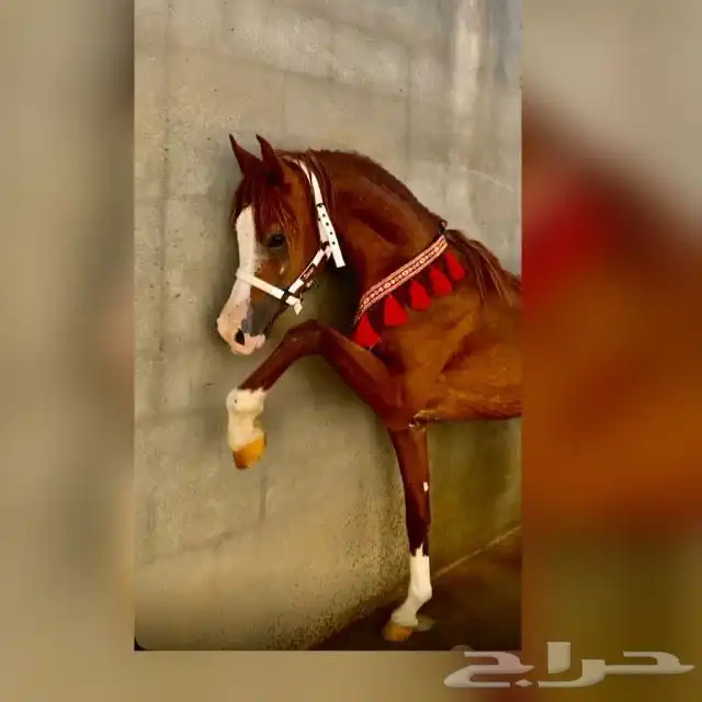 حصان للبيع 3