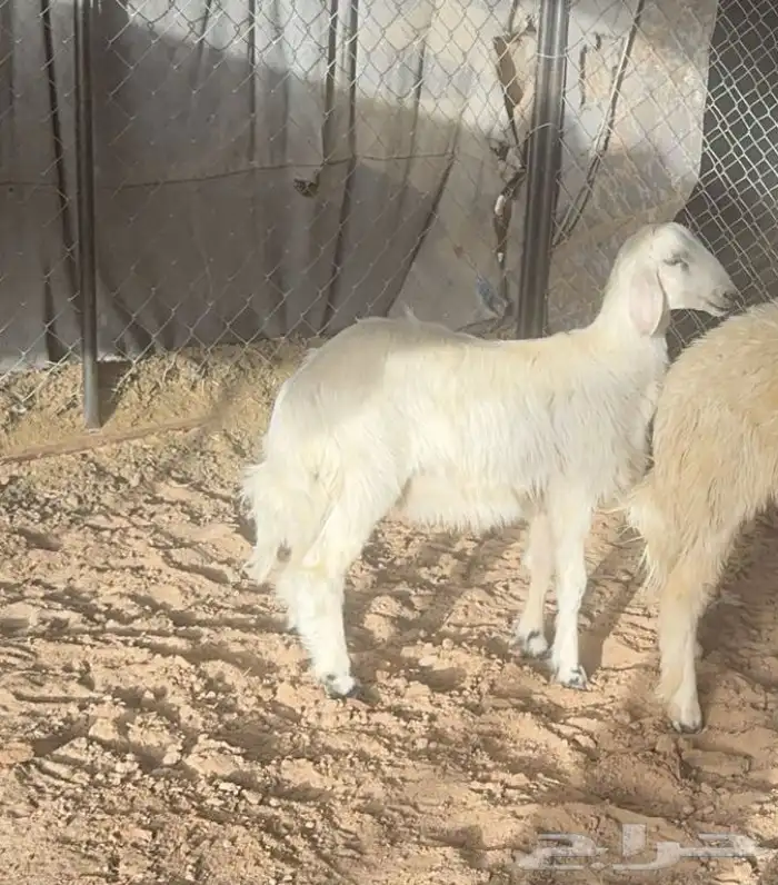 خروفين صفر بلدي 2