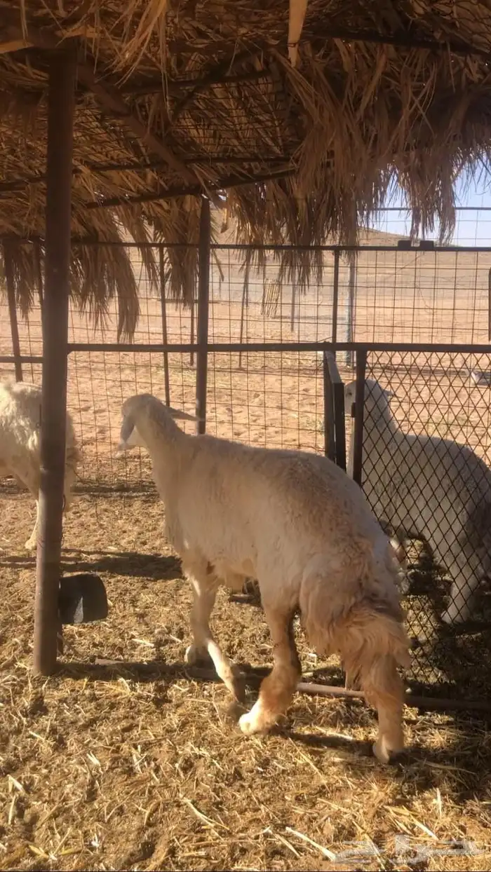 رخل جذعه 1
