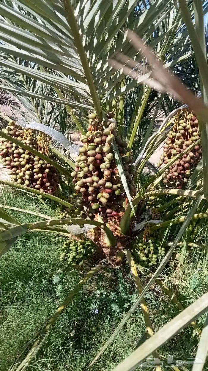 صيف مزرعة لبيع 8