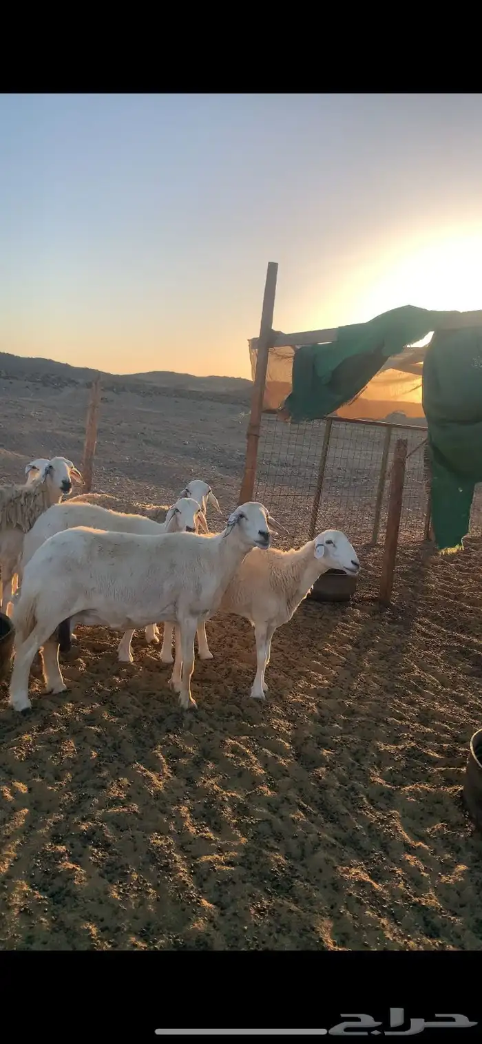 ضان للبيع 0