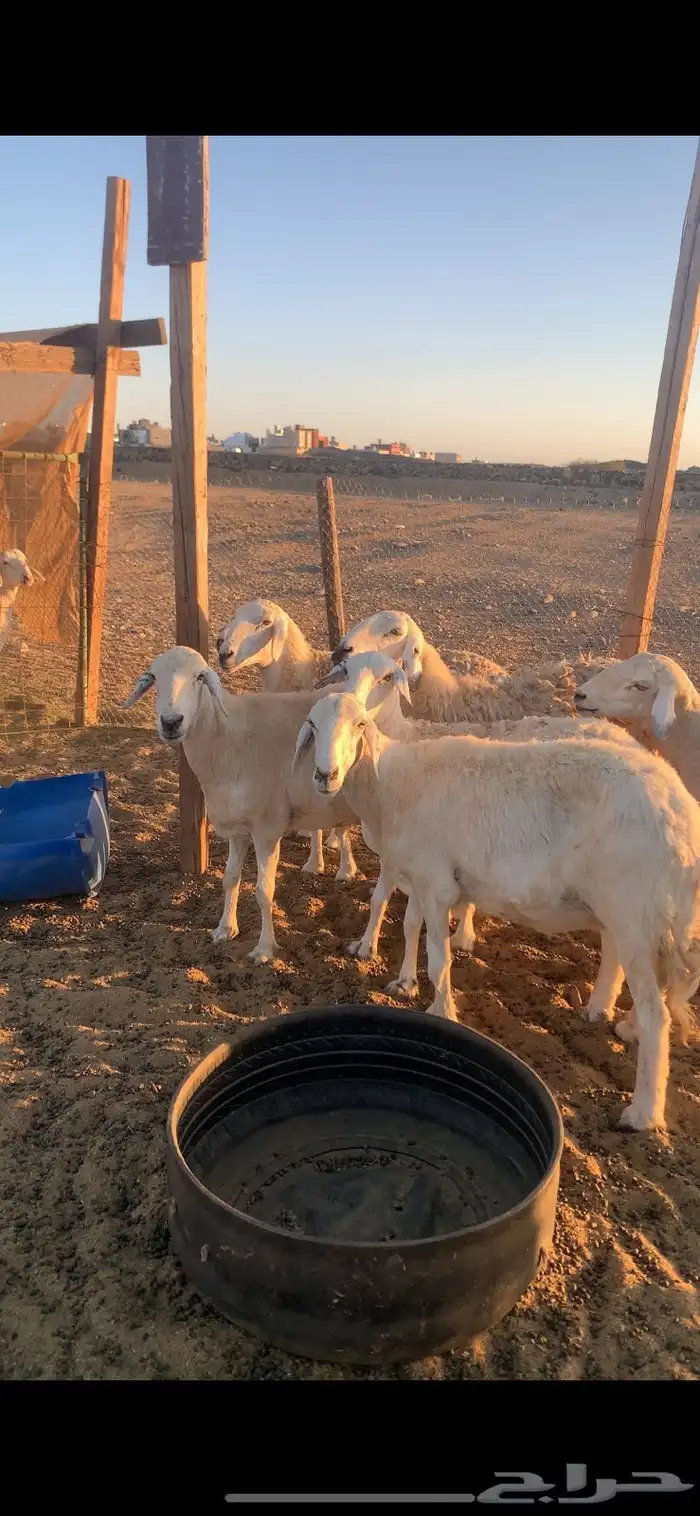 ضان للبيع 2