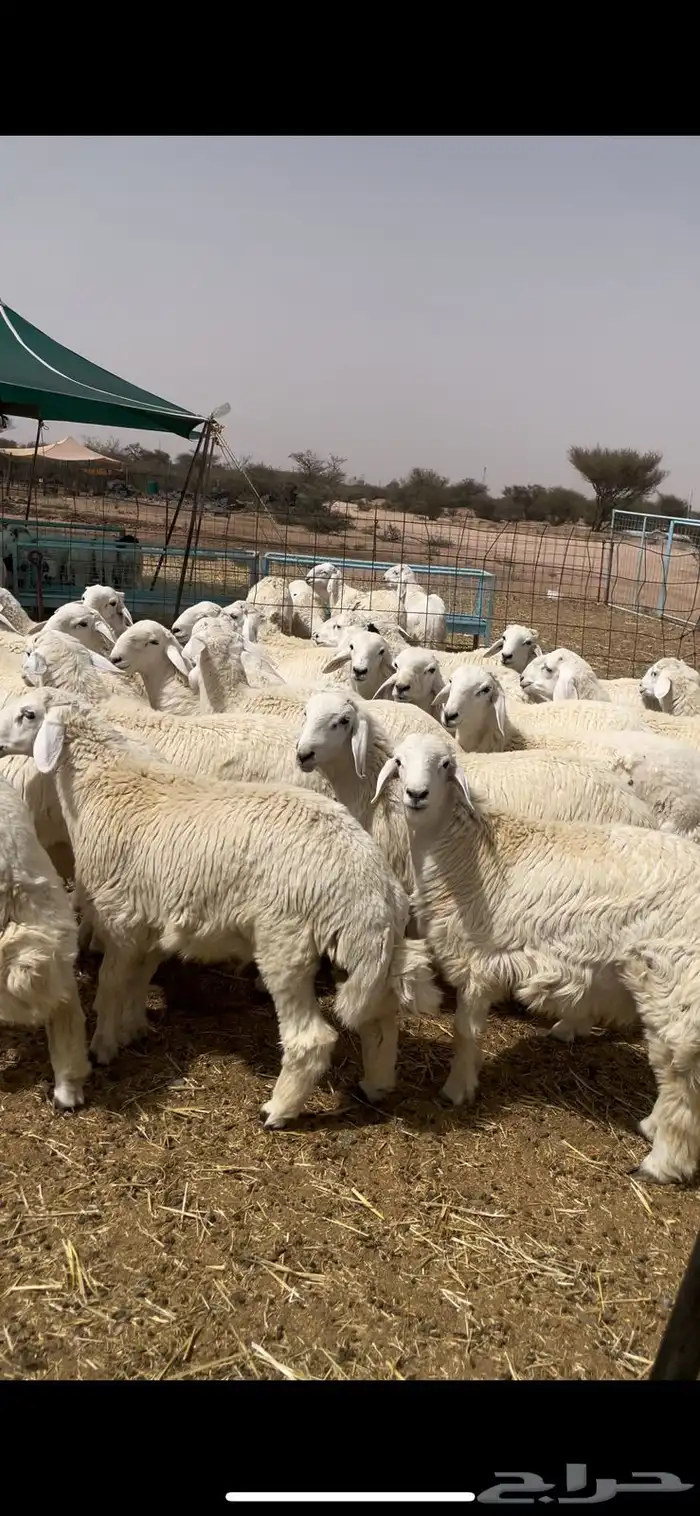 طليان ورخال وسواكن اضاحي طيبه 1