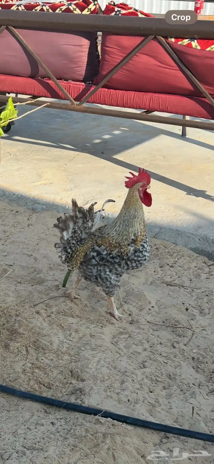 للبيع ديك ب 25 ريال 1