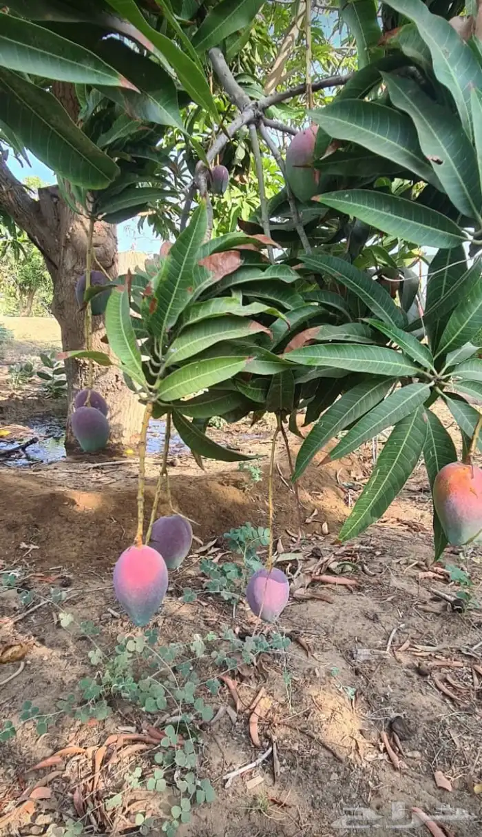 مانجو جازان من المزرعة لباب بيتك 3