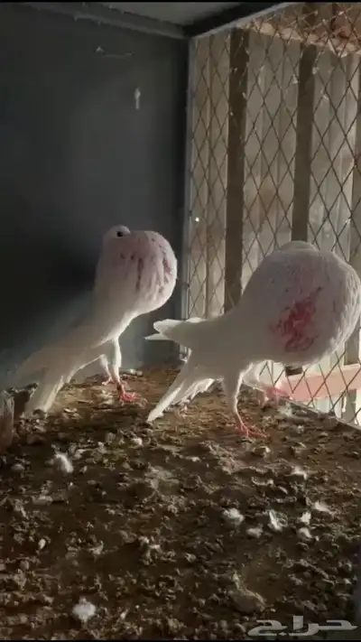 ( تم البيع ) للبيع حمام نفاخ نرويجي 2