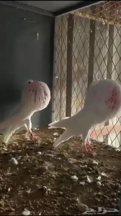 ( تم البيع ) للبيع حمام نفاخ نرويجي 1