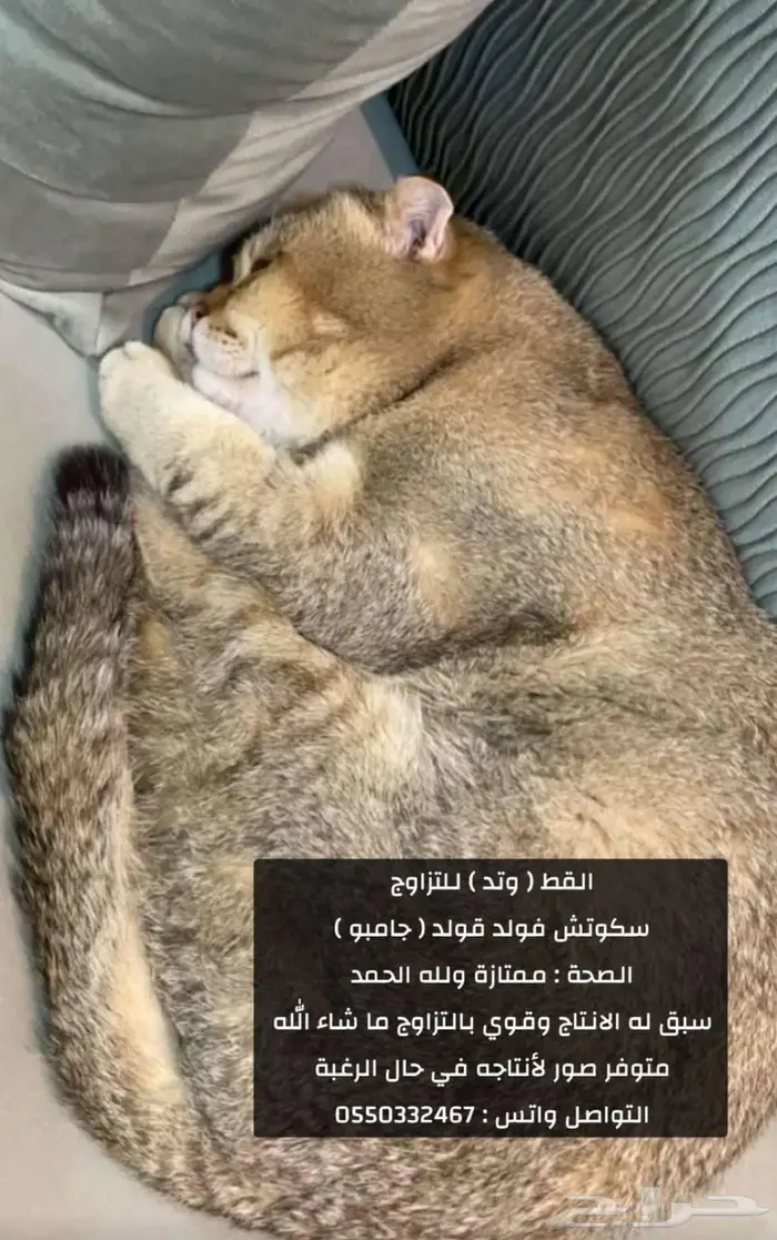 سكوتش 7
