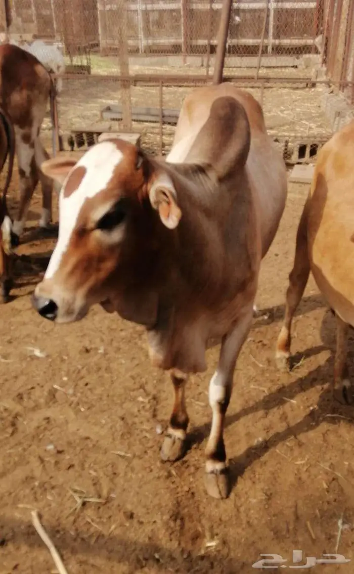 (تم البيع) حسلان او عجالة 1