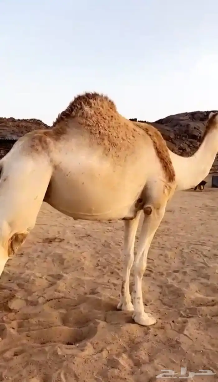 ناقه حايل ضحيه 0