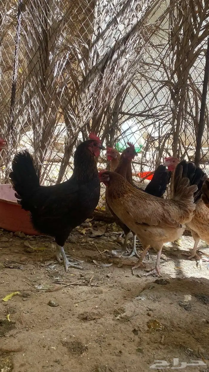 دجاج بلدي 5