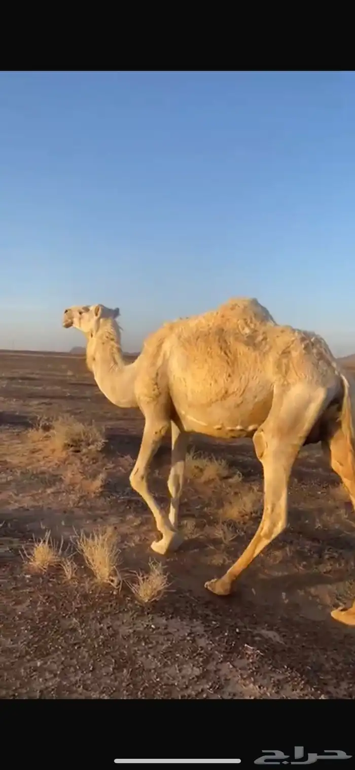 خلفه معها قعود 6 شهور 0