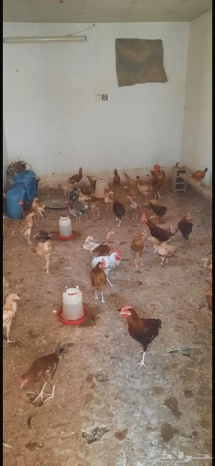 دجاج بلدي 6 شهر 1