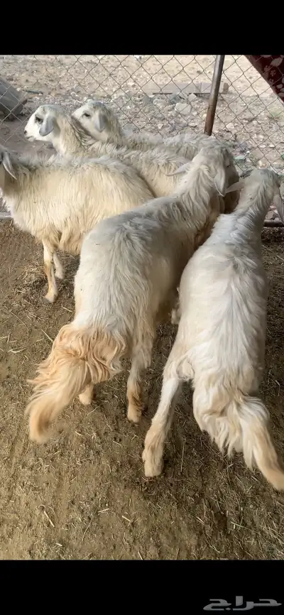 خرفان ورخال اعياد 0