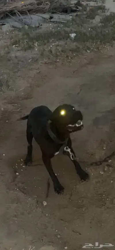 بتبول للبيع 0