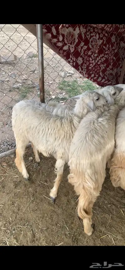 خرفان ورخال اعياد 3