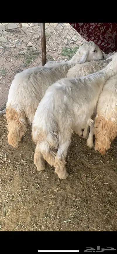 خرفان ورخال اعياد 1