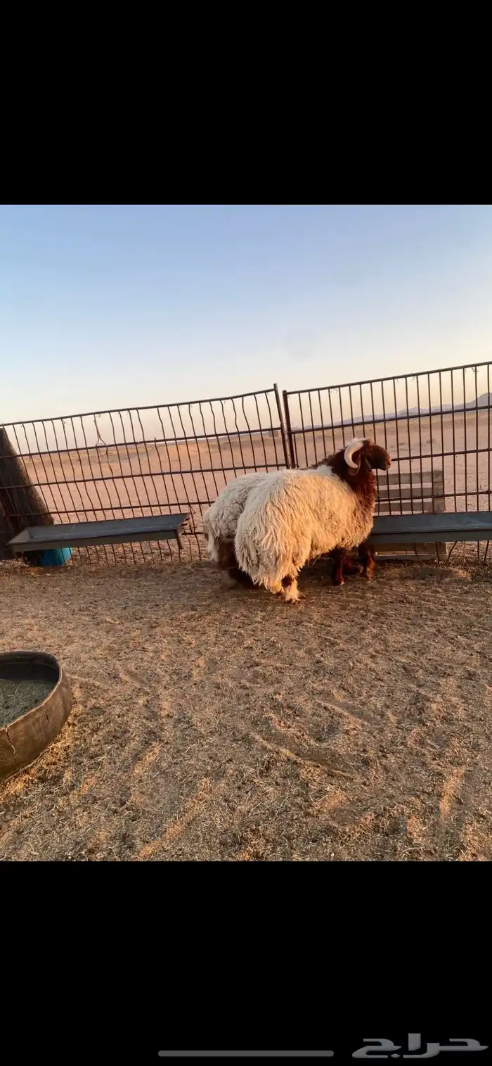 كناور نعيم جذعان بلدي 3